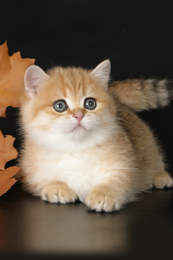Timothy | Munchkin Kitten