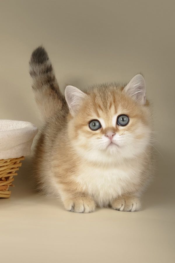 Timothy | Munchkin Kitten