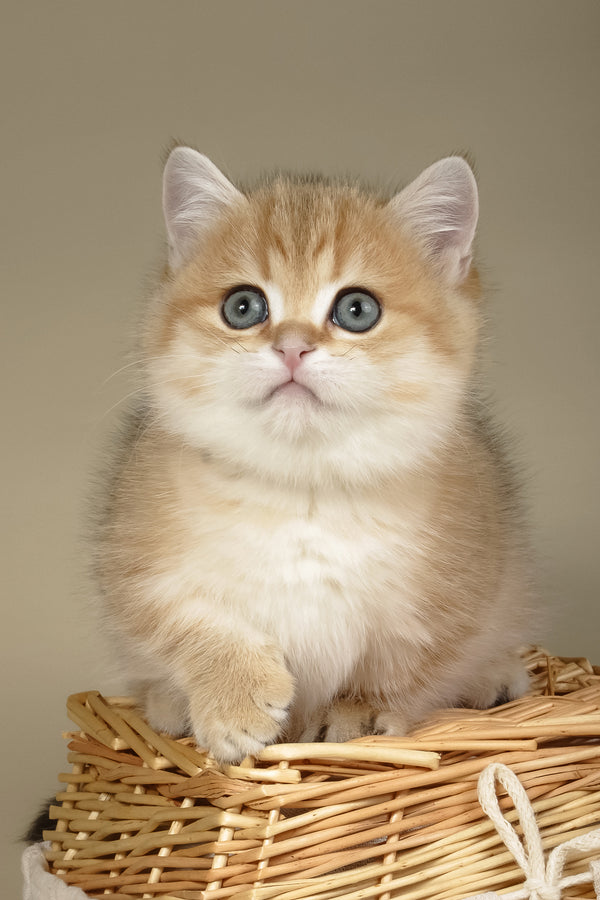 Timothy | Munchkin Kitten
