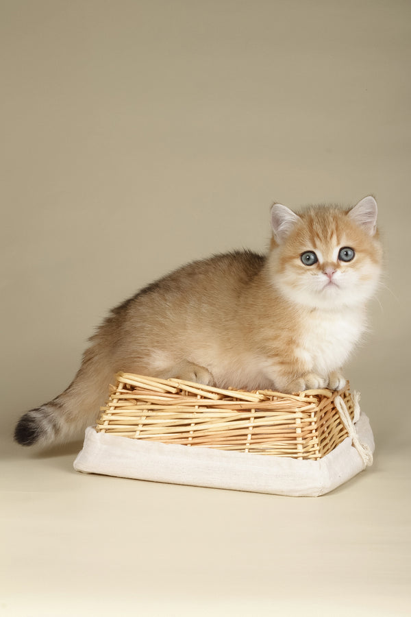 Timothy | Munchkin Kitten