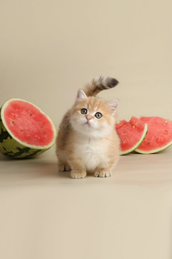 Timothy | Munchkin Kitten