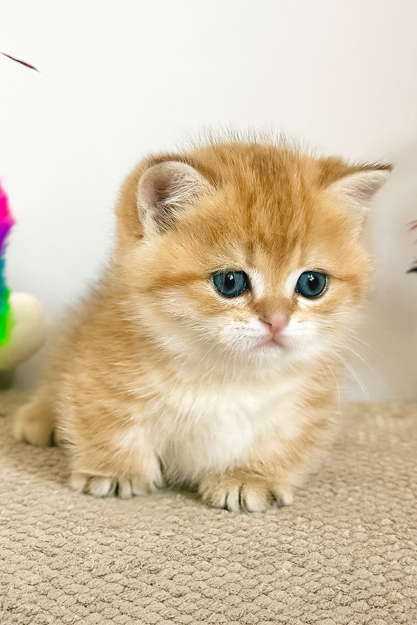 Timothy | Munchkin Kitten