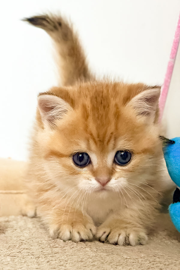 Timothy | Munchkin Kitten