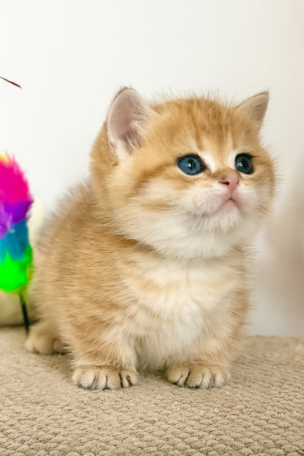 Timothy | Munchkin Kitten
