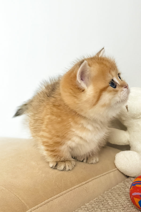 Timothy | Munchkin Kitten