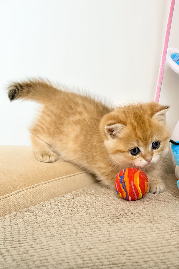 Timothy | Munchkin Kitten
