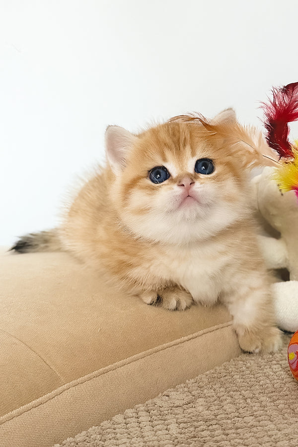 Timothy | Munchkin Kitten
