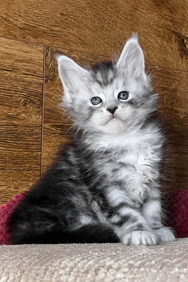 Timur | Maine Coon Kitten
