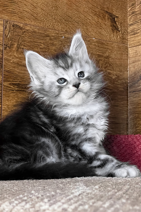 Timur | Maine Coon Kitten