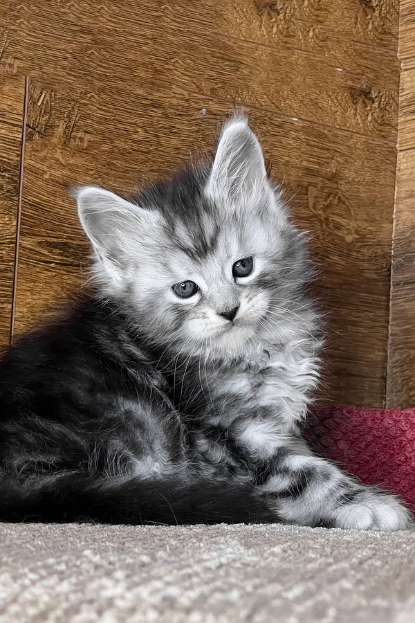 Timur | Maine Coon Kitten