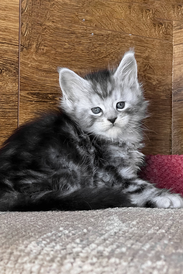 Timur | Maine Coon Kitten
