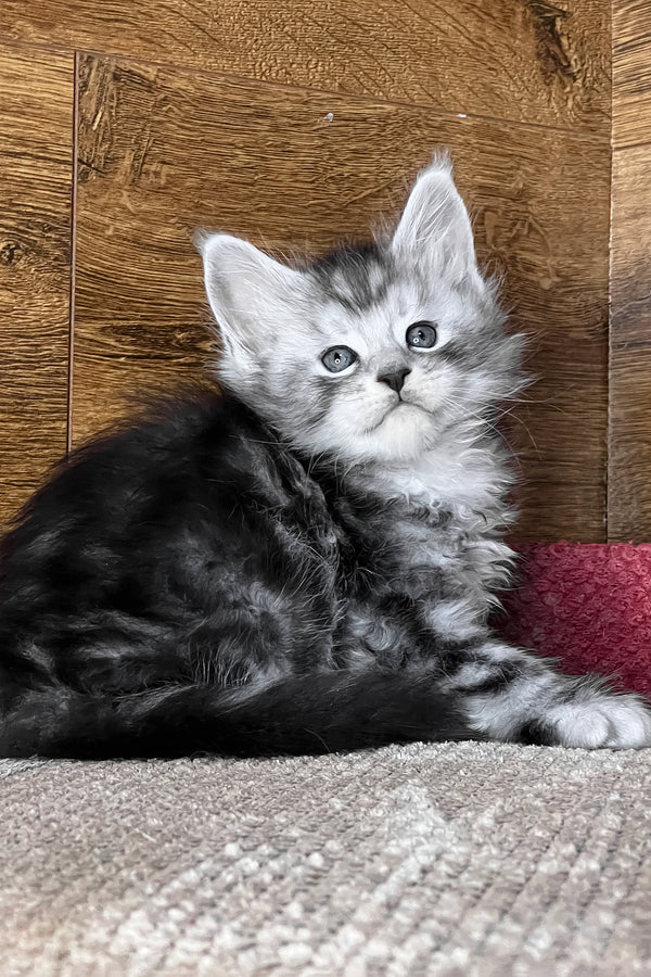 Timur | Maine Coon Kitten