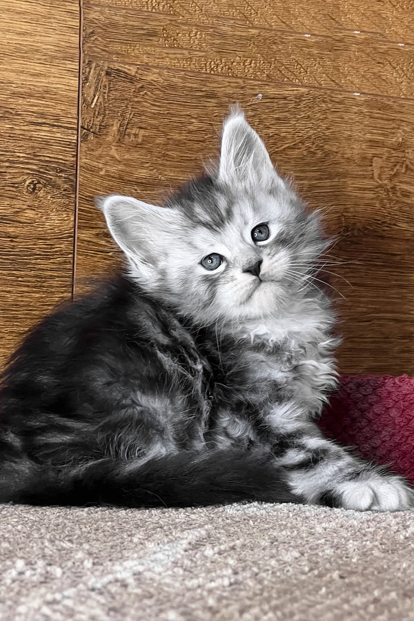 Timur | Maine Coon Kitten