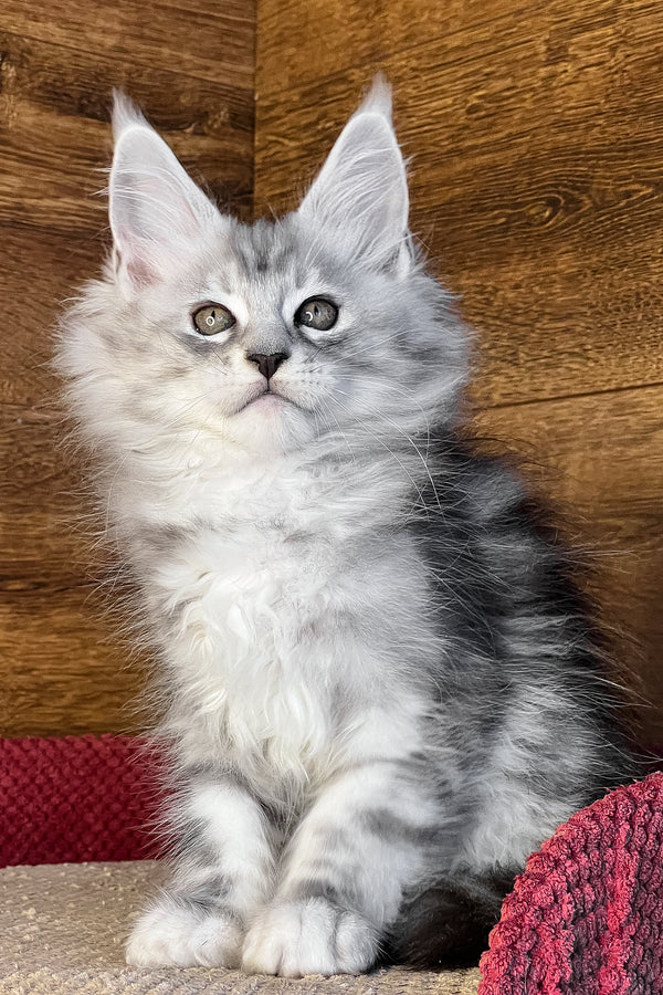 Timur | Maine Coon Kitten