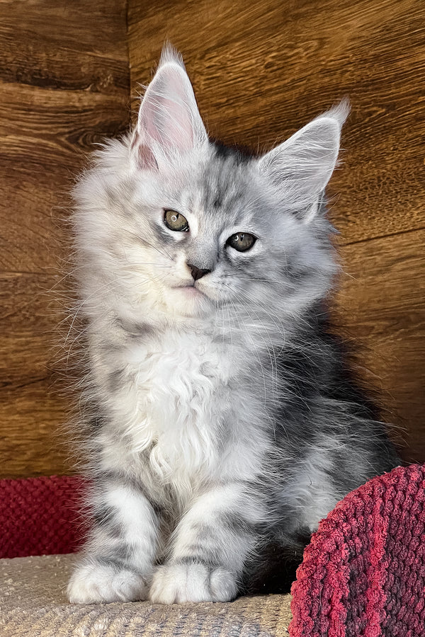 Timur | Maine Coon Kitten