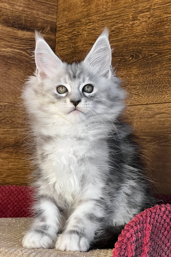 Timur | Maine Coon Kitten