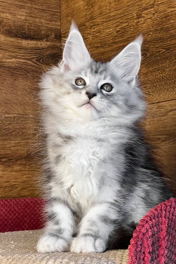 Timur | Maine Coon Kitten