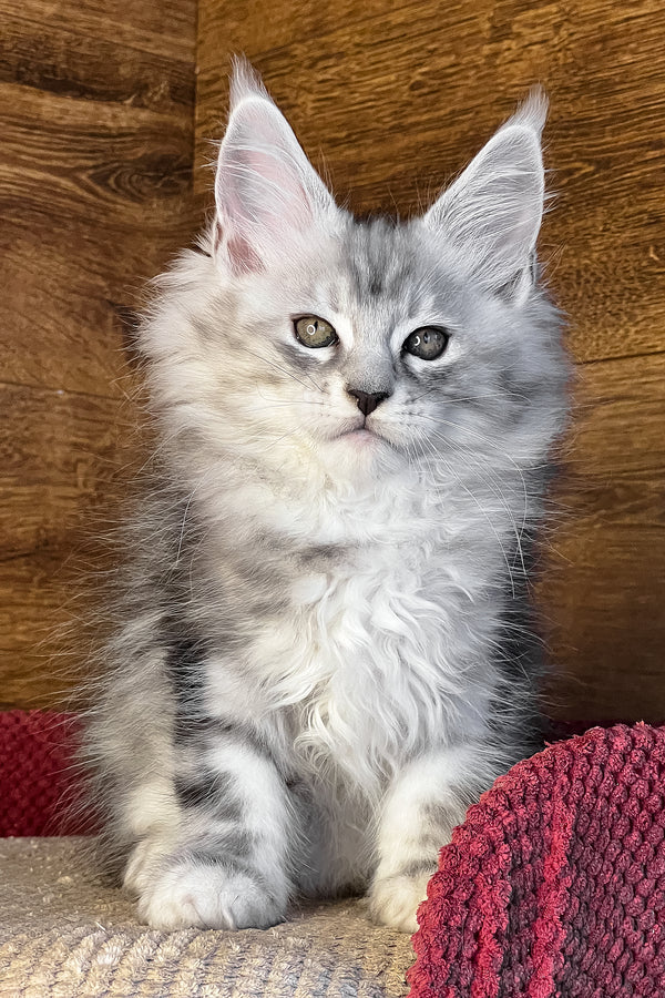 Timur | Maine Coon Kitten