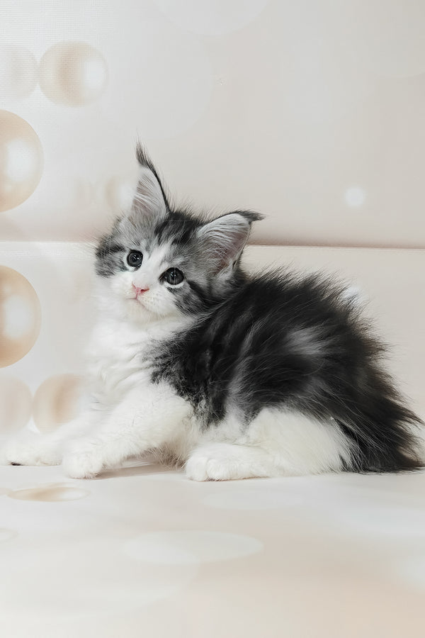 Tina | Maine Coon Kitten