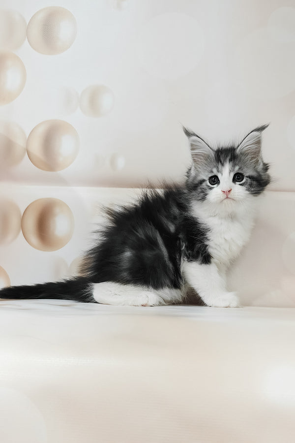 Tina | Maine Coon Kitten