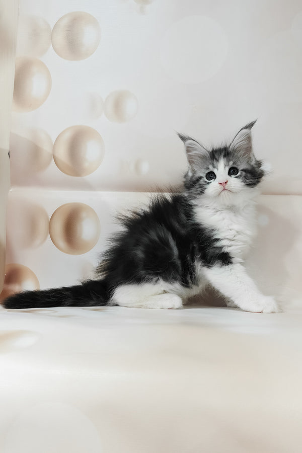 Tina | Maine Coon Kitten