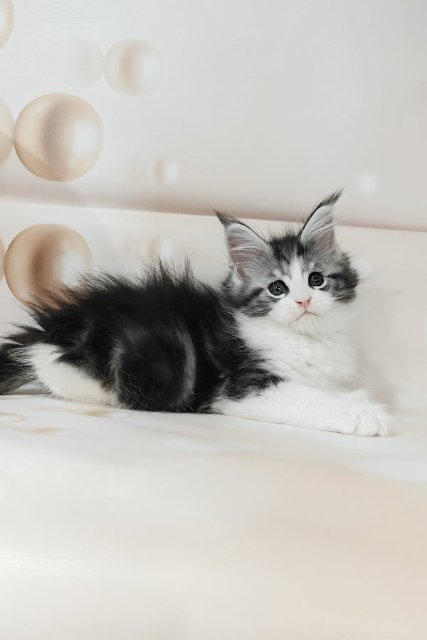 Tina | Maine Coon Kitten