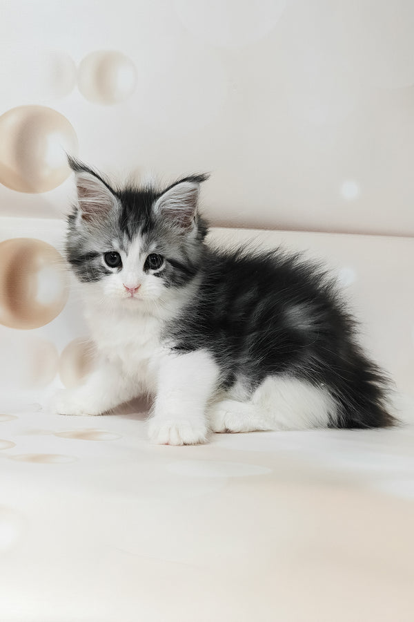 Tina | Maine Coon Kitten