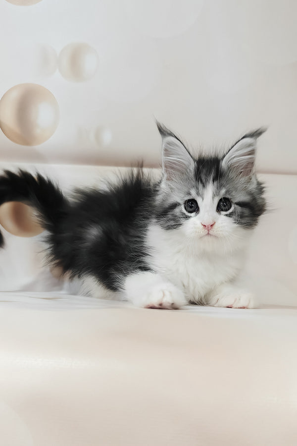 Tina | Maine Coon Kitten