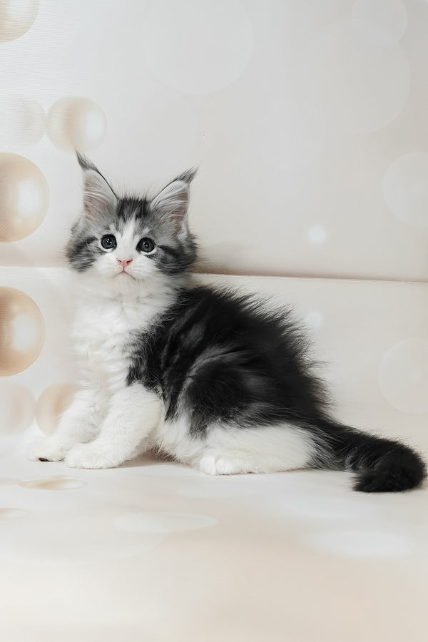 Tina | Maine Coon Kitten
