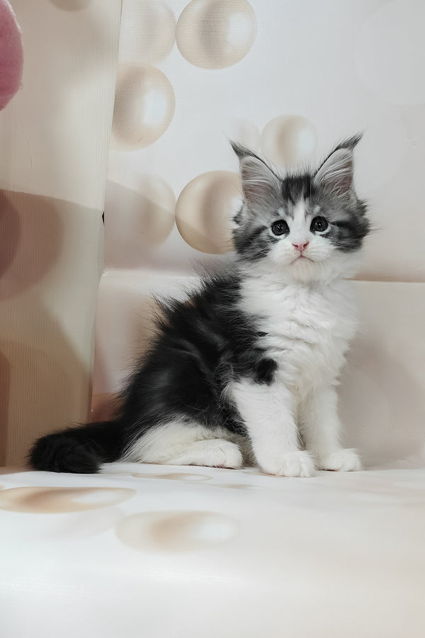Tina | Maine Coon Kitten