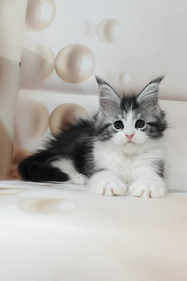 Tina | Maine Coon Kitten