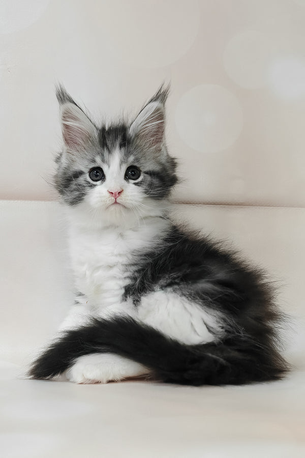 Tina | Maine Coon Kitten