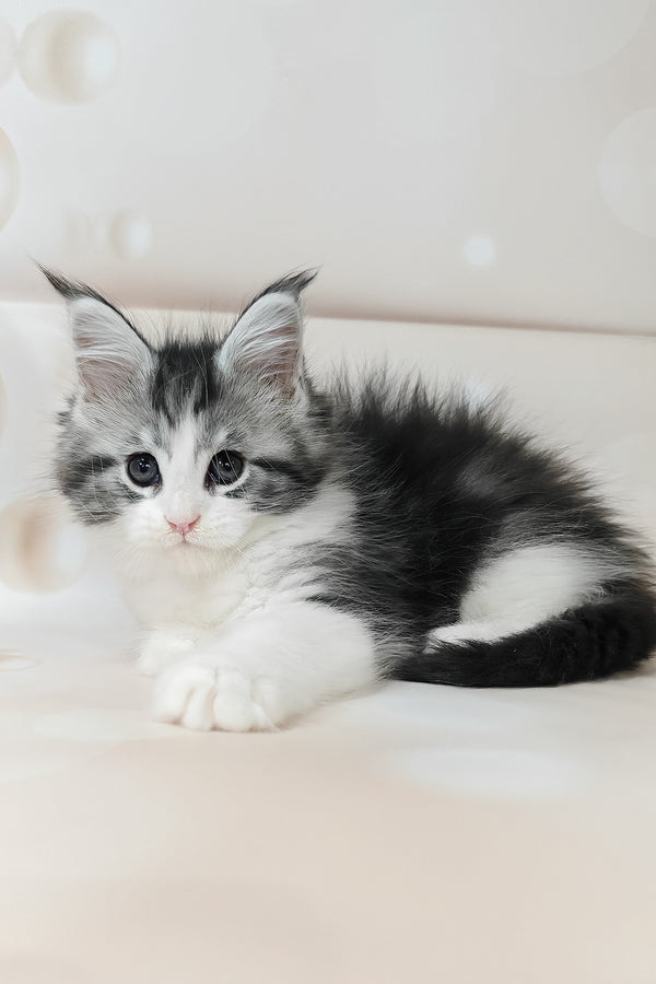 Tina | Maine Coon Kitten