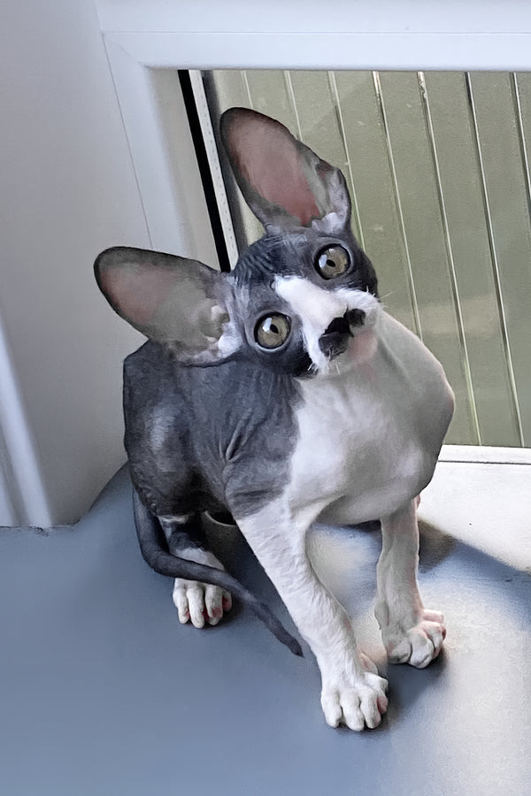 Tinatin | Cornish Rex Kitten