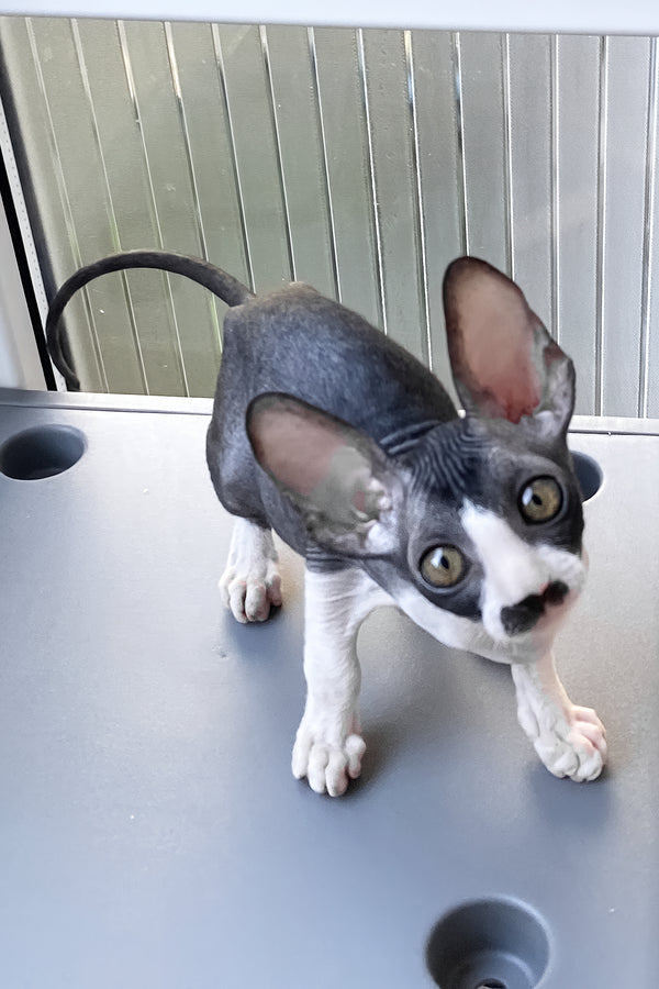 Tinatin | Cornish Rex Kitten