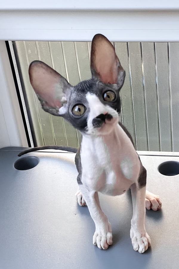 Tinatin | Cornish Rex Kitten