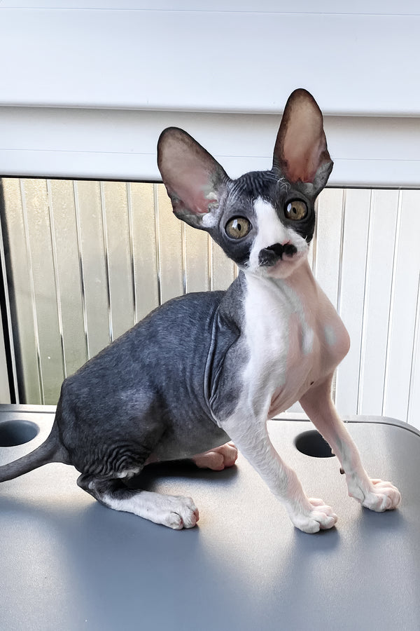 Tinatin | Cornish Rex Kitten
