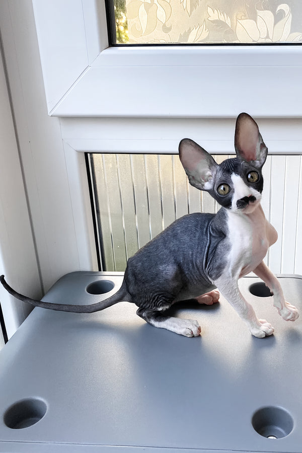 Tinatin | Cornish Rex Kitten