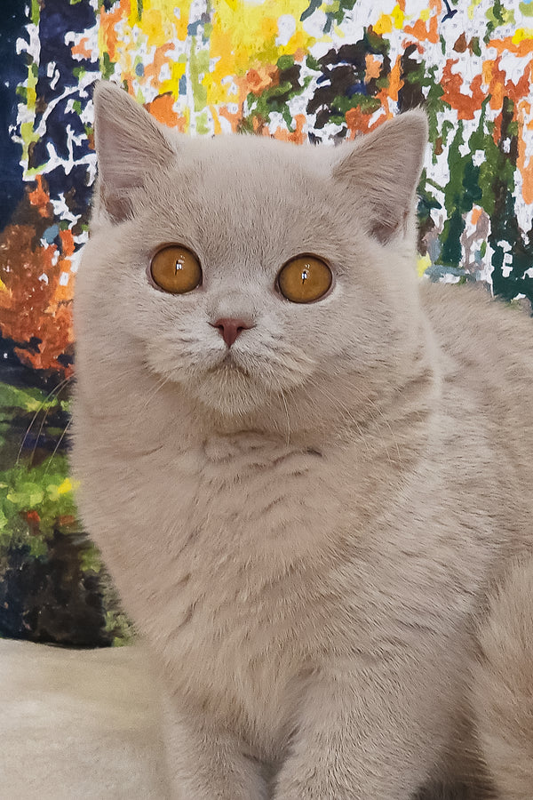 Tisha | British Shorthair Kitten