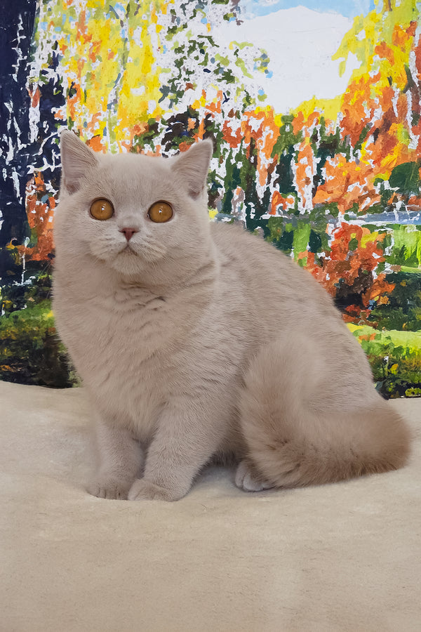 Tisha | British Shorthair Kitten