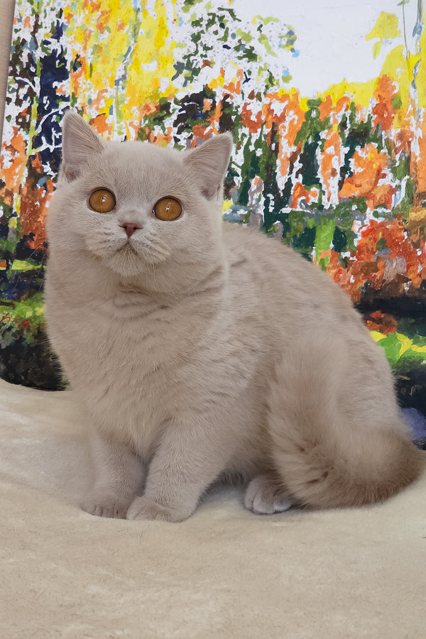 Tisha | British Shorthair Kitten