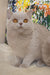 Tisha | British Shorthair Kitten