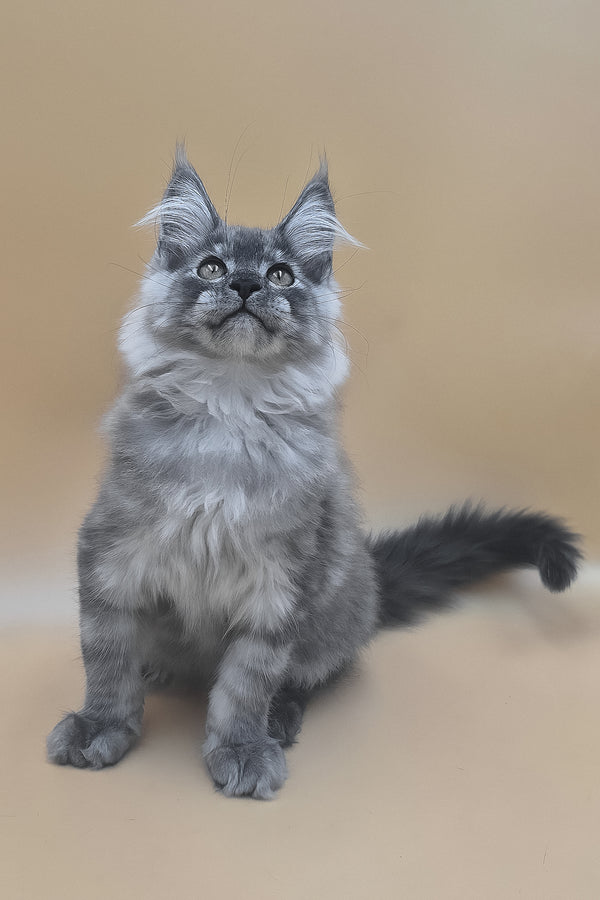Titan | Maine Coon Kitten