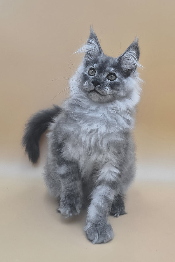 Titan | Maine Coon Kitten