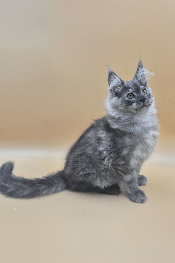 Titan | Maine Coon Kitten