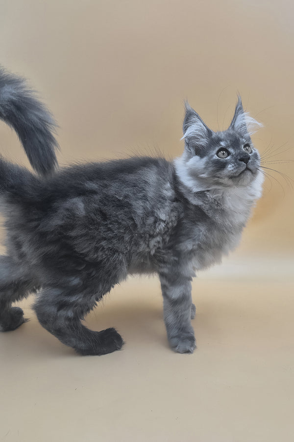 Titan | Maine Coon Kitten