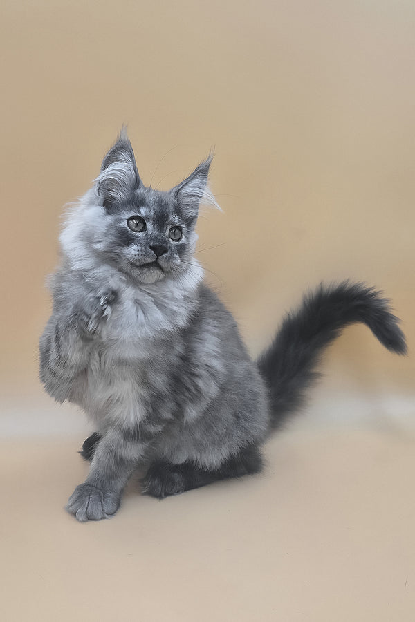 Titan | Maine Coon Kitten