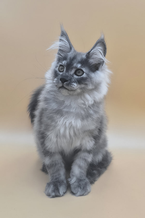 Titan | Maine Coon Kitten
