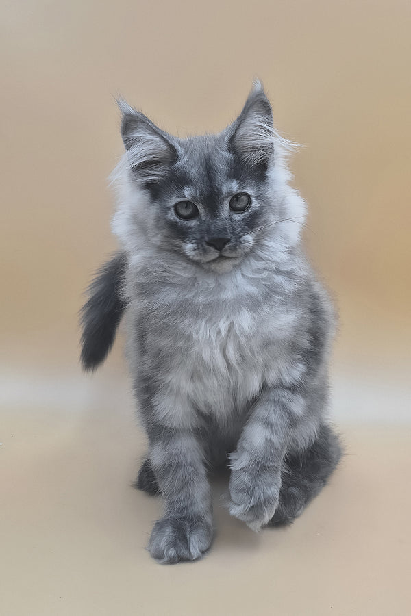 Titan | Maine Coon Kitten
