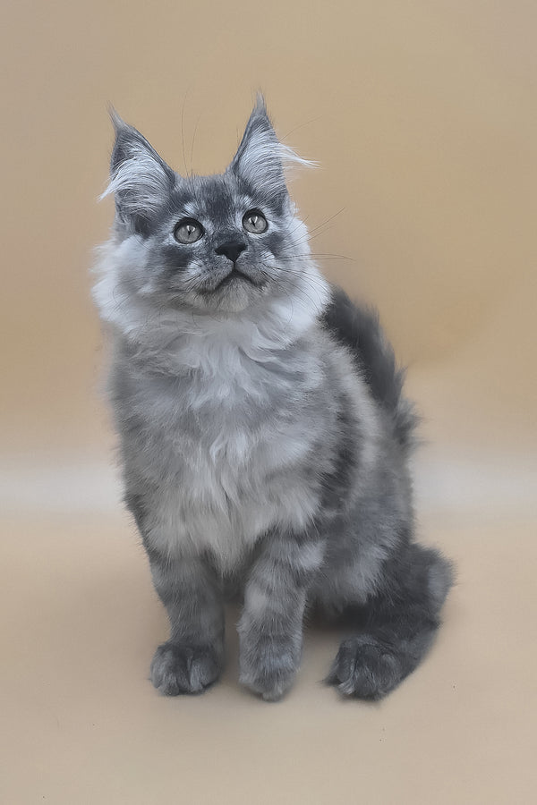 Titan | Maine Coon Kitten